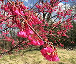「かわはく」の花・桜の開花情報
