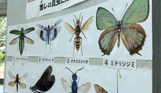 「昆虫選手権」を開催しました。